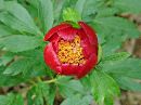wild paeony