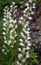 helleborine