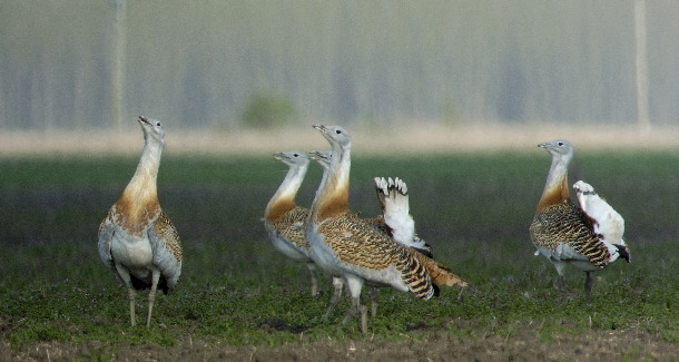 Great bustards (Bela Motko, MME)