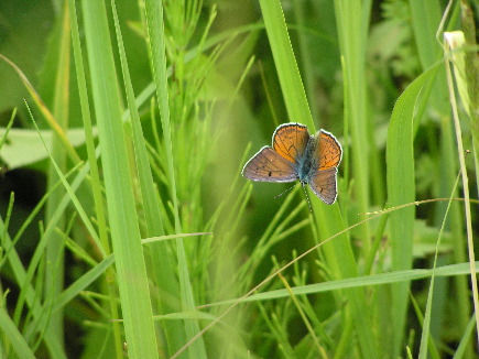 Purple-shot copper (Salisbury Natural History Society)