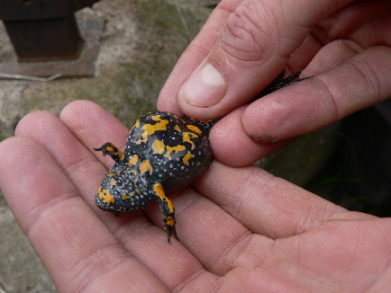 Fire-bellied toad (Rob Macklin) 