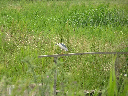 Night Heron (Salisbury Natural History Society)