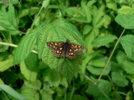 Chequered skipper (Salisbury Natural History Society)