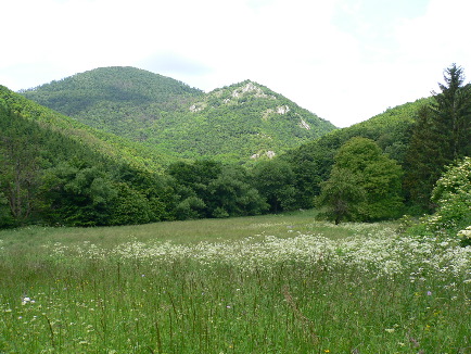 Meadow in Bükk Hills (Salisbury Natural History Society)