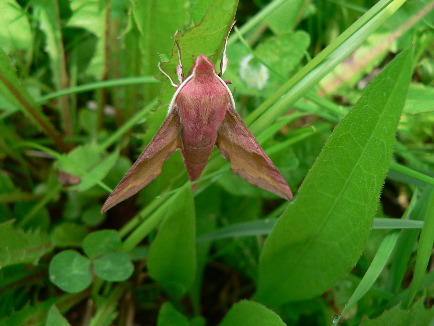 Small elephant hawkmoth  (Rob Macklin)