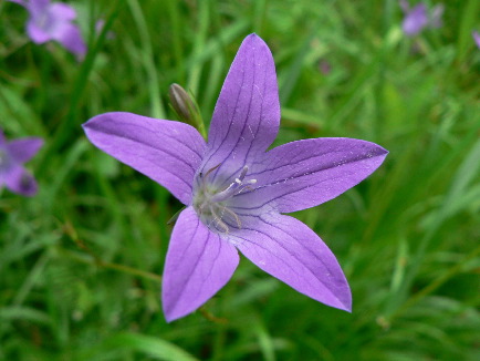 Peach-leaved bellflower (Rob Macklin)
