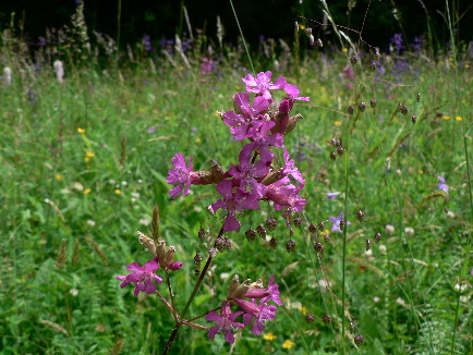 Sticky catchfly (Rob Macklin)