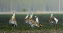 Great bustards (Bela Motko, MME)