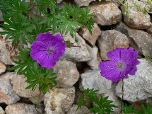 Bloody cranesbill  (Rob Macklin)