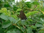 Sloe hairstreak (Rob Macklin)