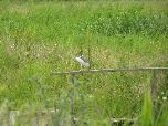 Night Heron (Salisbury Natural History Society)