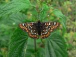 Marsh fritillary (Rob Macklin)