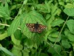 Chequered skipper (Salisbury Natural History Society)