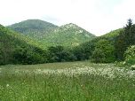 Meadow in Bükk Hills (Salisbury Natural History Society)