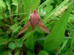 Small elephant hawkmoth  (Rob Macklin)
