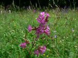 Sticky catchfly (Rob Macklin)