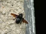 Carpenter bee (Salisbury Natural History Society)