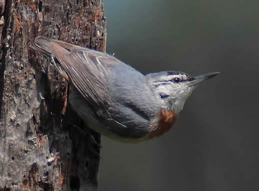 Krüper’s nuthatch (Frank Vassen)