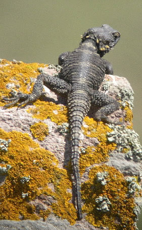 Starred agama (Rob Lucking)