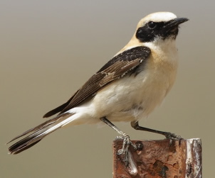 Black-eared wheatear (Steve Fletcher)