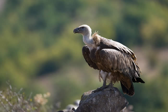 Honeyguide Wildlife Holidays - Cévennes