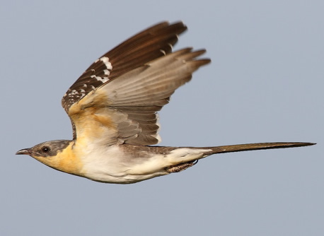Great spotted cuckoo (Steve Fletcher)