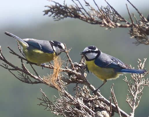 African blue tits