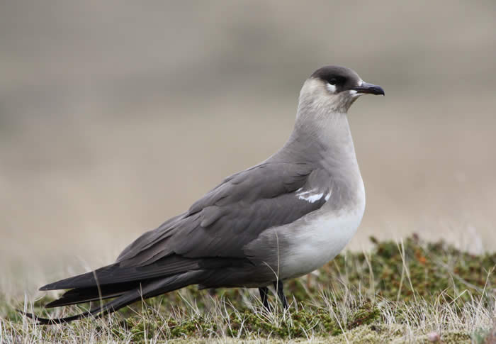 Arctic skua