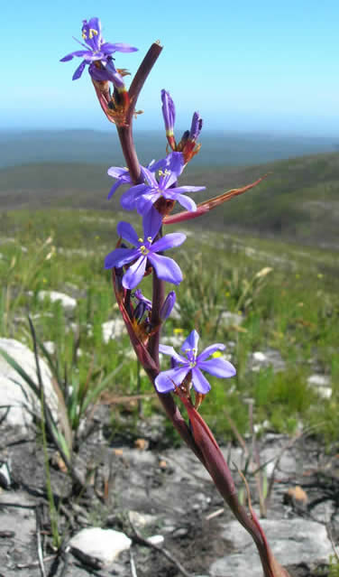 Aristea confusa