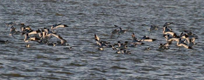 avocets on the Colne