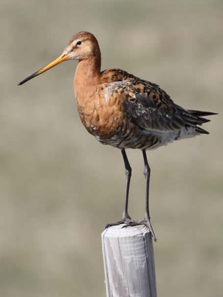 black-tailed godwit