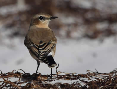 Wheatear