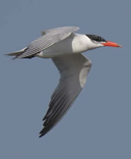 Caspian tern (Christopher Hall)