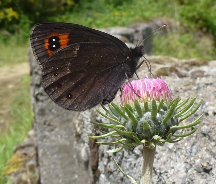 Chapman's ringlet