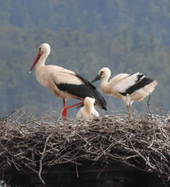 white storks on a nest
