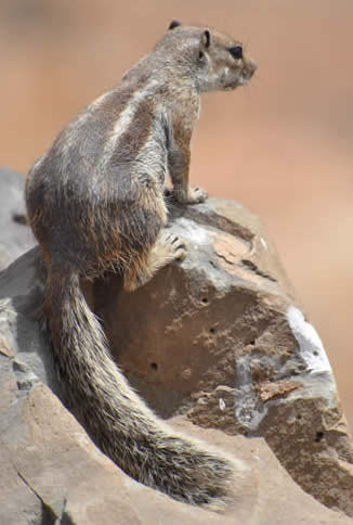 Barbary ground squirrel