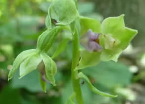 Epipactis danubialis