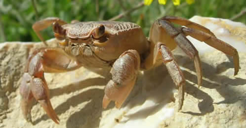 freshwater crab