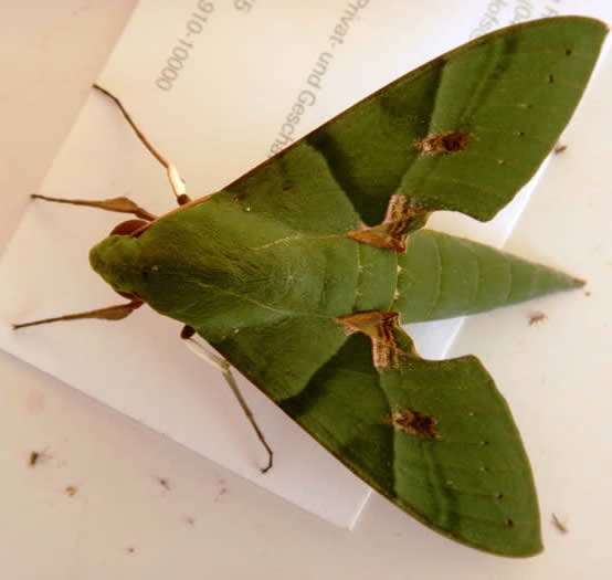 Gaudy Sphinx Moth Eumorpha labruscae