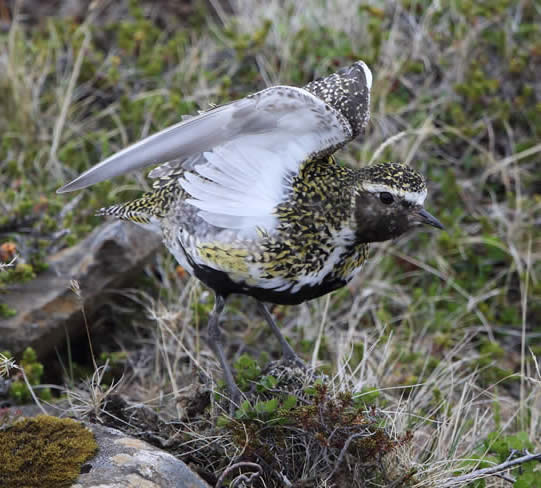 golden plover