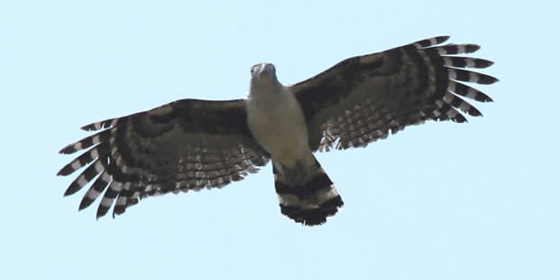 Gray-headed kite