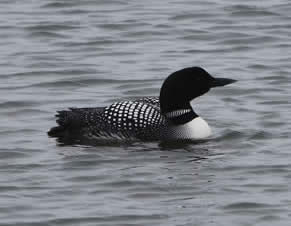 great northern diver