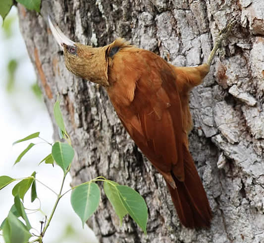 Great Rufous Woodcreeper