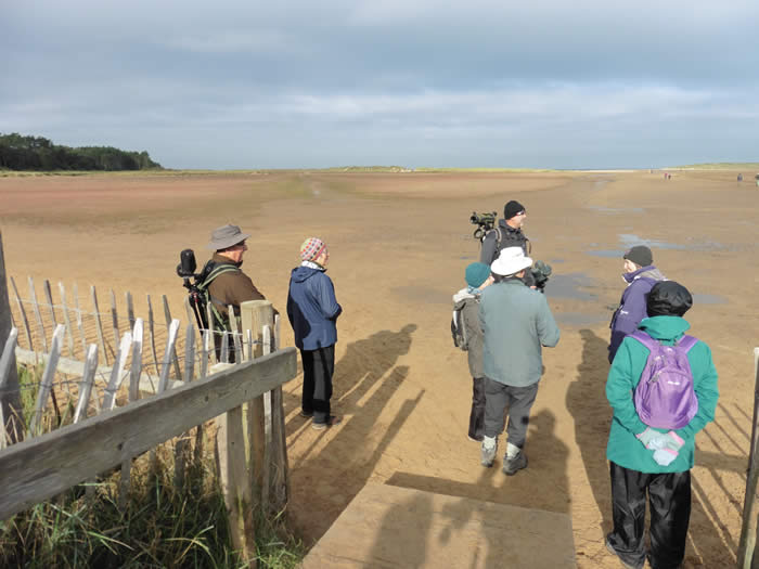 Honeyguiders at Holkham