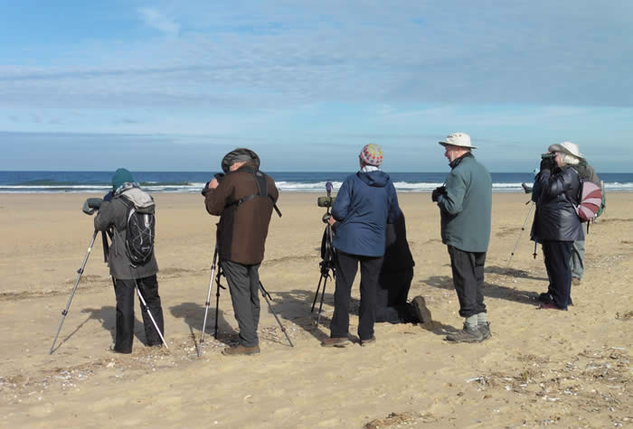 Honeyguiders at Holkham, October 2021