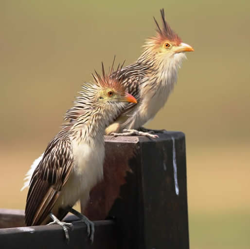 Guira Cuckoo