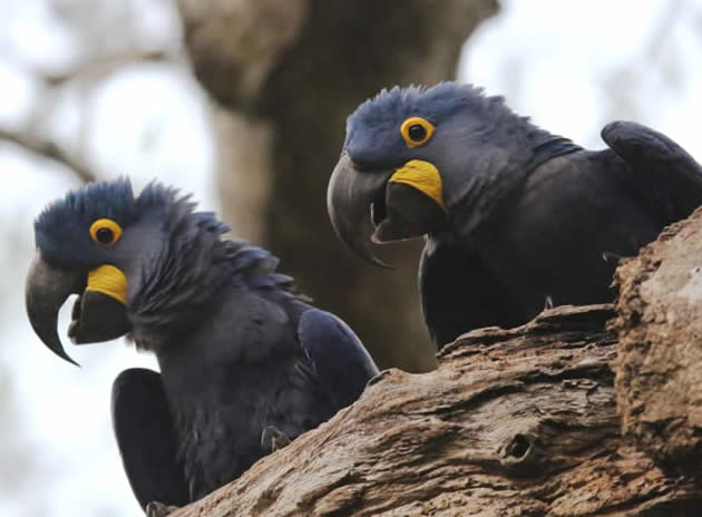 hyacinth macaw