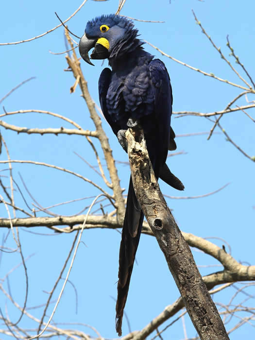 hyacinth macaw