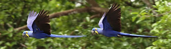 hyacinth macaws flying