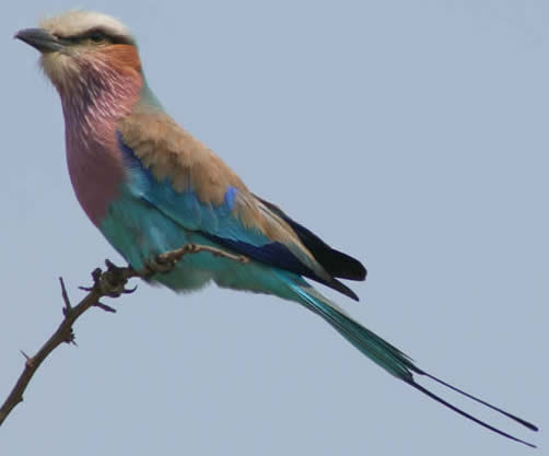 lilac-breasted roller